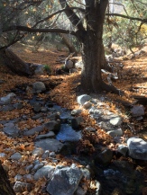 Ramsey Creek in the Upper San Pedro River Basin.
